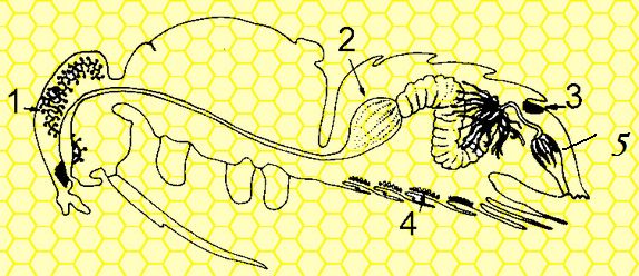 Pod številko 2 (dve) na sliki lepo vidimo medeno golšo čebelo